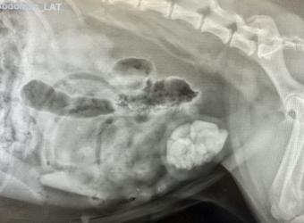 Between a Rock and a Hard Place – Bladder Stones in Dogs