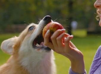 Can My Dog Eat That? A Veterinarian&#039;s Take on the Internet&#039;s Most Asked Foods for Dogs