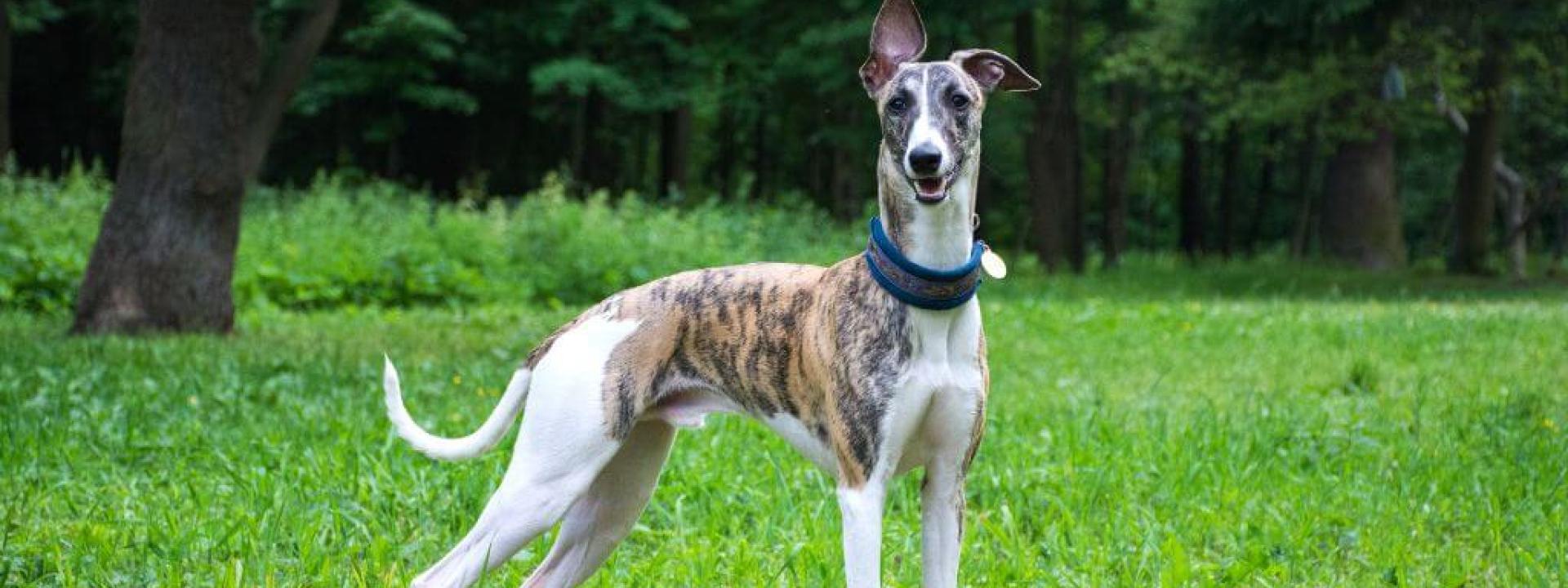 Greyhound in field.